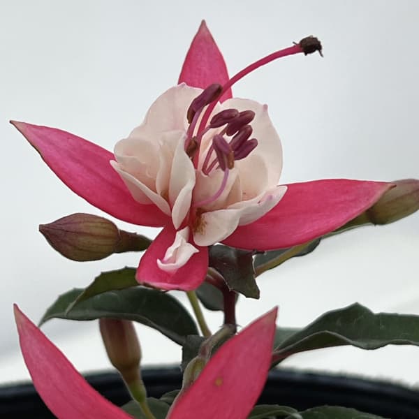 ガーデンフクシア：アリスホフマン3.5号ポット