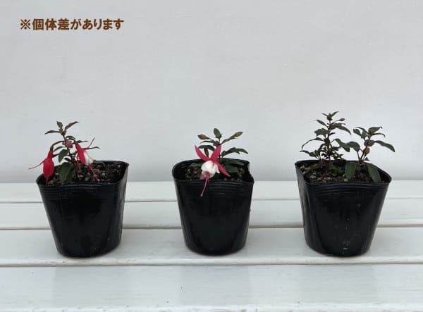 ガーデンフクシア：アリスホフマン3.5号ポット