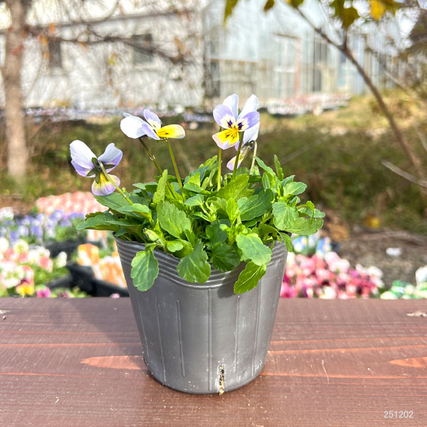 見元園芸さんのビオラ：クリームソーダ3-3.5号ポット