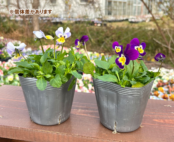 見元園芸さんのビオラ：クリームソーダ3-3.5号ポット