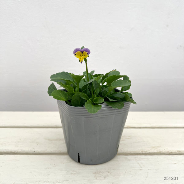 見元園芸さんのビオラ:ガゼルのかけっこ3-3.5号ポット