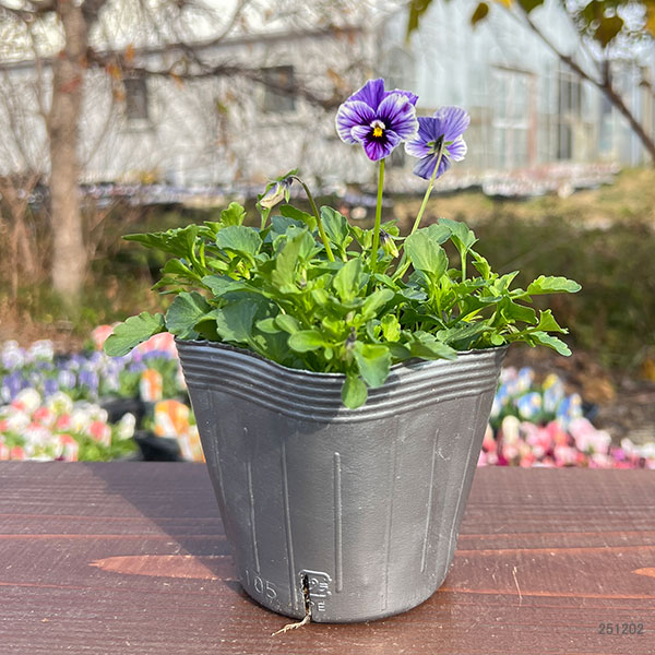 見元園芸さんのビオラ：ライジングアイス3-3.5号ポット