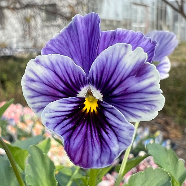 見元園芸さんのビオラ：ライジングアイス3-3.5号ポット