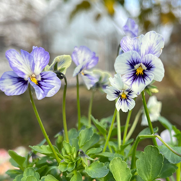 見元園芸さんのビオラ：ライジングアイス3-3.5号ポット