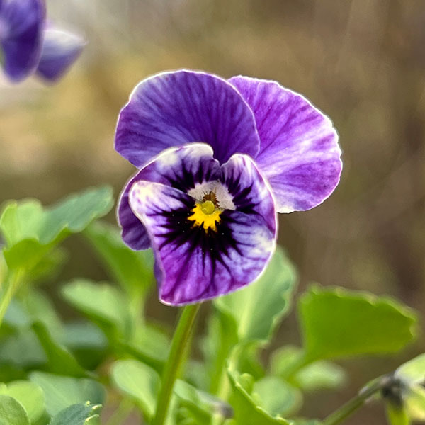 見元園芸さんのビオラ：ライジングアイス3-3.5号ポット