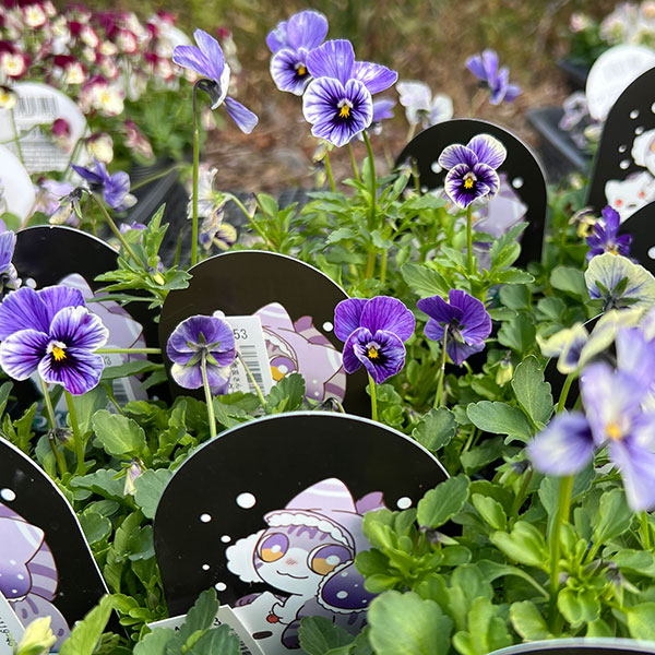 見元園芸さんのビオラ：ライジングアイス3-3.5号ポット