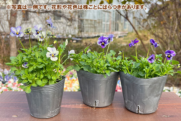 見元園芸さんのビオラ：ライジングアイス3-3.5号ポット