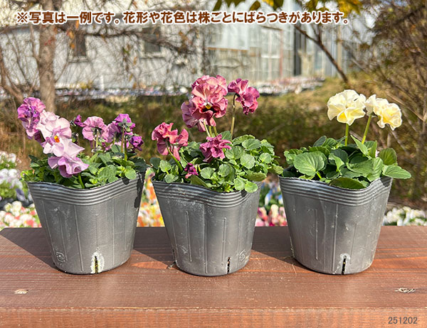 見元園芸さんのビオラ：プリティーガール3-3.5号ポット 3株セット