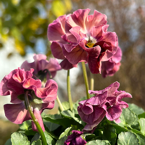 見元園芸さんのビオラ：プリティーガール3-3.5号ポット 3株セット