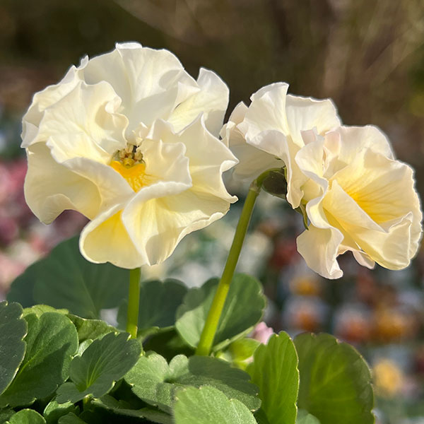 見元園芸さんのビオラ：プリティーガール3-3.5号ポット 3株セット