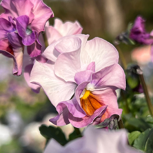 見元園芸さんのビオラ：プリティーガール3-3.5号ポット 3株セット