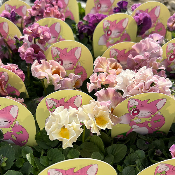 見元園芸さんのビオラ：プリティーガール3-3.5号ポット 3株セット