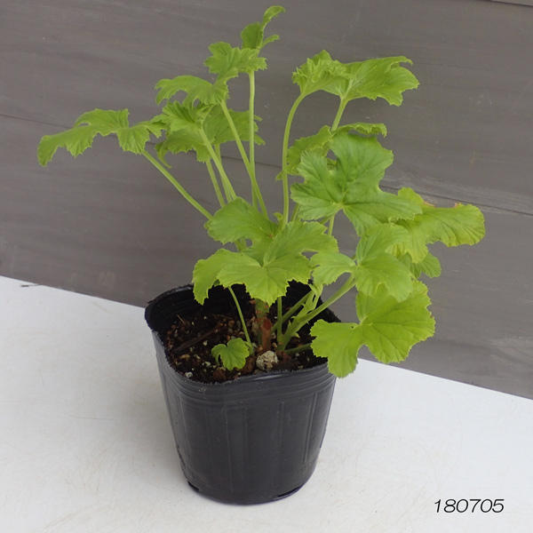 ニオイゼラニウム：リビフォリウム3号ポット