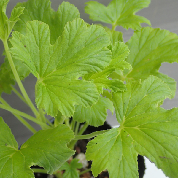 ニオイゼラニウム：リビフォリウム3号ポット