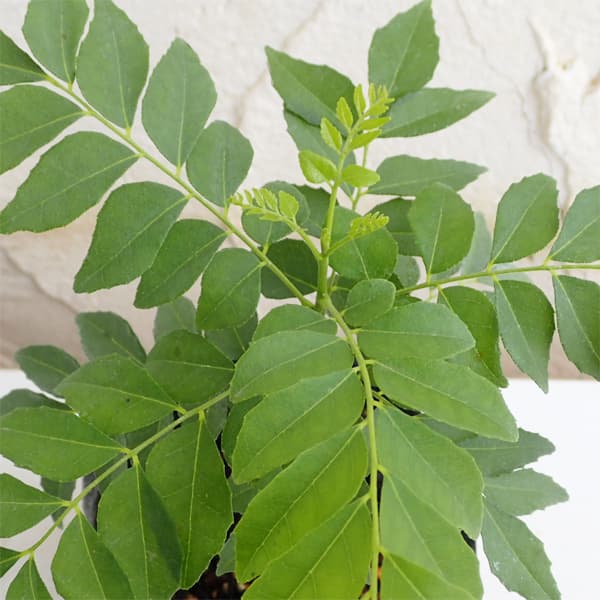 アジアンハーブ：カレーの木3.5号ポット