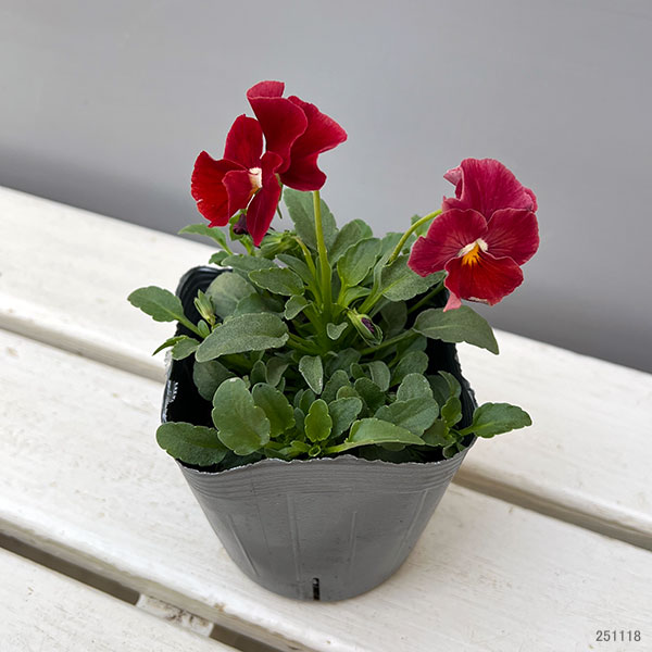 うえたコレクションビオラ：ルージュのシンフォニー3.5号ポット 12株セット