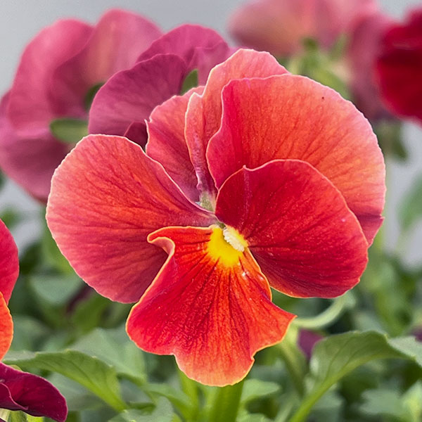 うえたコレクションビオラ：ルージュのシンフォニー3.5号ポット 12株セット