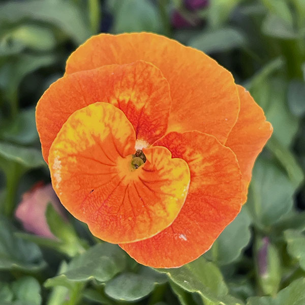 うえたコレクションビオラ：ルージュのシンフォニー3.5号ポット 12株セット