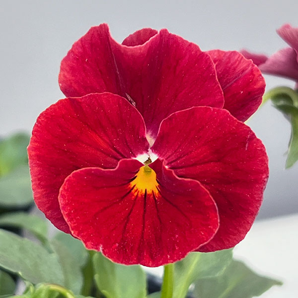 うえたコレクションビオラ：ルージュのシンフォニー3.5号ポット 12株セット