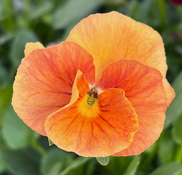 うえたコレクションビオラ：ルージュのシンフォニー3.5号ポット 12株セット