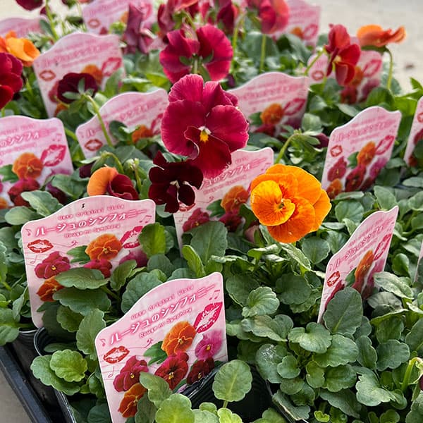 うえたコレクションビオラ：ルージュのシンフォニー3.5号ポット 12株セット