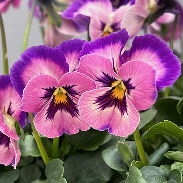 うえたコレクションビオラ：とき乙女3.5号ポット