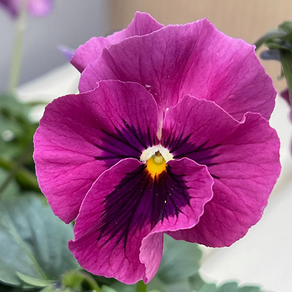 園芸ネット本店｜うえたコレクションビオラ：とき乙女3.5号ポット の