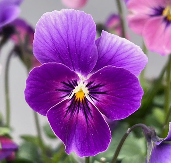 うえたコレクションビオラ：とき乙女3.5号ポット