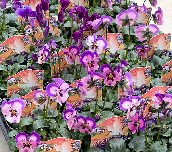 五百住乙人、「パンジー」、希少な額装用画集より、新品高級額装付 園芸ネット本店｜うえたコレクションビオラ：とき乙女3.5号ポット の