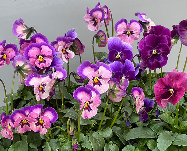 園芸ネット本店｜うえたコレクションビオラ：とき乙女3.5号ポット の