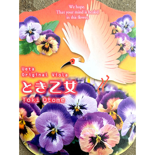 五百住乙人、「パンジー」、希少な額装用画集より、新品高級額装付 園芸ネット本店｜うえたコレクションビオラ：とき乙女3.5号ポット の