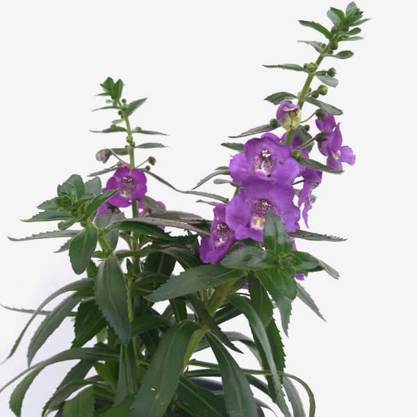 アンゲロニア エンジェルフェイス：ブルー5号鉢植え
