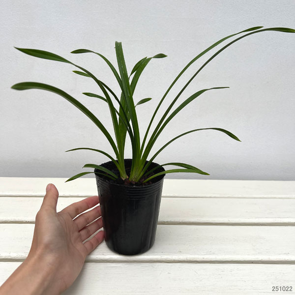 ワラン（和蘭）：蜻蛉（かげろう）3号ポット