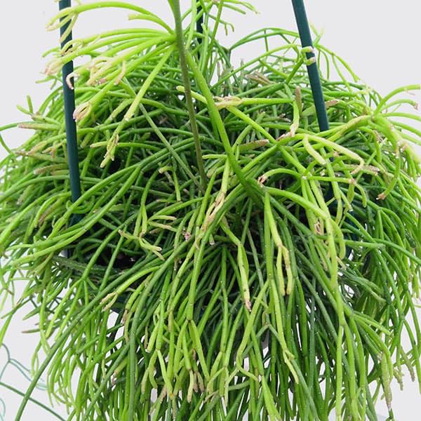 リプサリス：カピリフォルミス（松風）5号吊植え