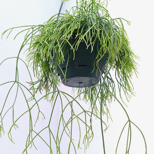 リプサリス：カピリフォルミス（松風）5号吊植え