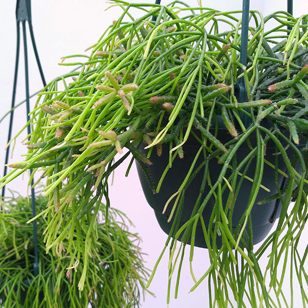 リプサリス：カピリフォルミス（松風）5号吊植え