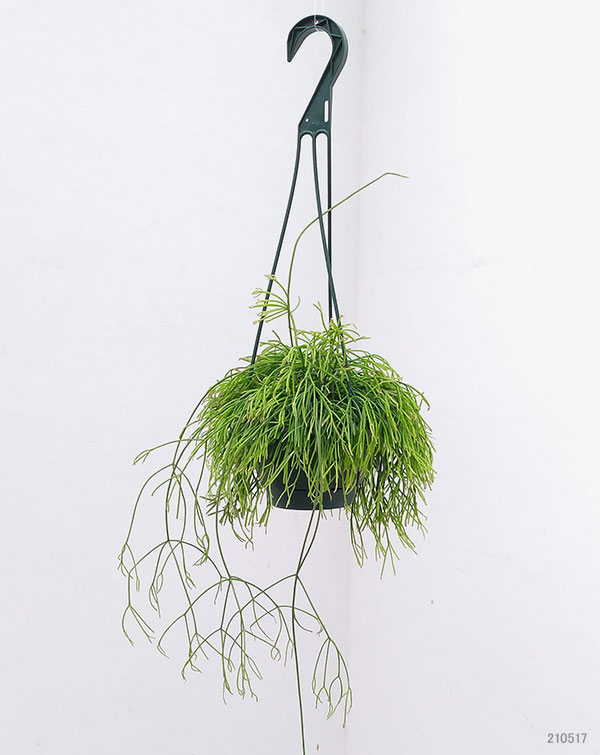 リプサリス：カピリフォルミス（松風）5号吊植え