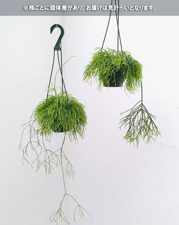 リプサリス：カピリフォルミス（松風）5号吊植え