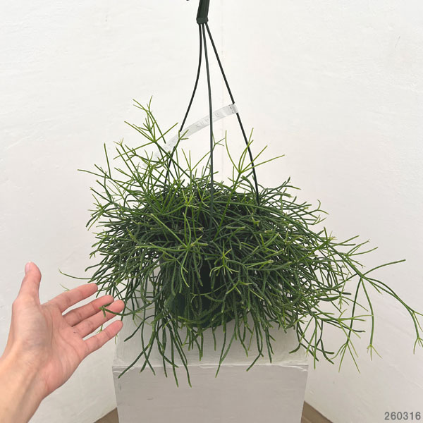 リプサリス：カピリフォルミス（松風）5号吊植え