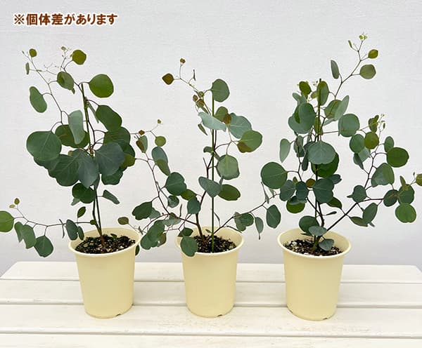 ユーカリ:ポリアンセモス4号ポット