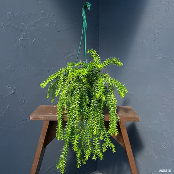 フペルジア（フレグマリウルス）：ゴエベリー　5号吊り鉢