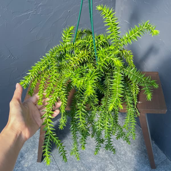 フペルジア（フレグマリウルス）：ゴエベリー　5号吊り鉢