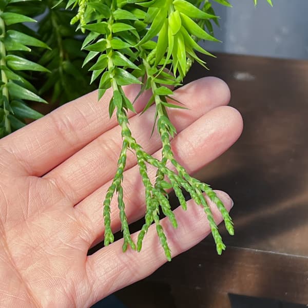 フペルジア（フレグマリウルス）：ゴエベリー　5号吊り鉢