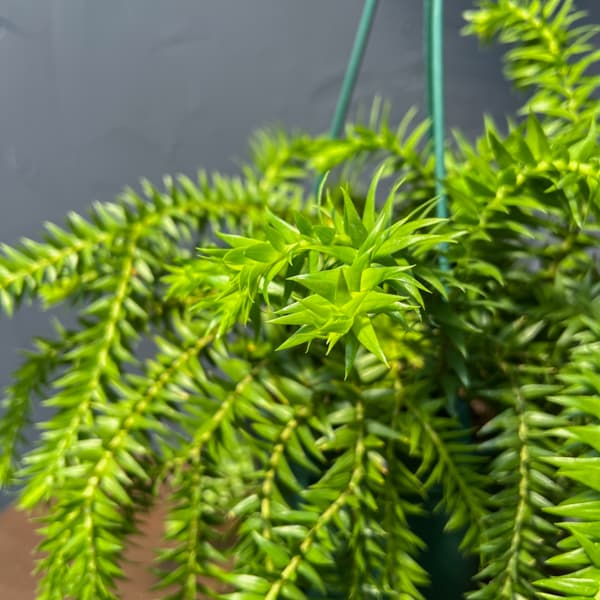 フペルジア（フレグマリウルス）：ゴエベリー　5号吊り鉢