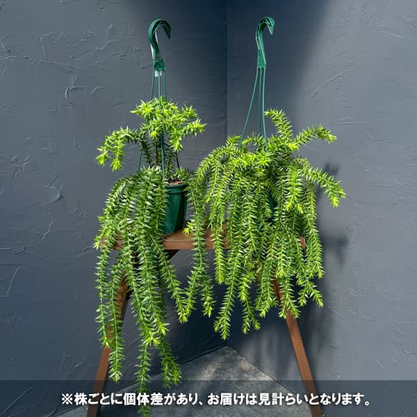 フペルジア（フレグマリウルス）：ゴエベリー　5号吊り鉢