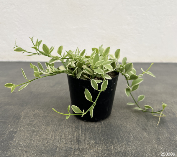 ディスキディア・エメラルド 2.5号ポット