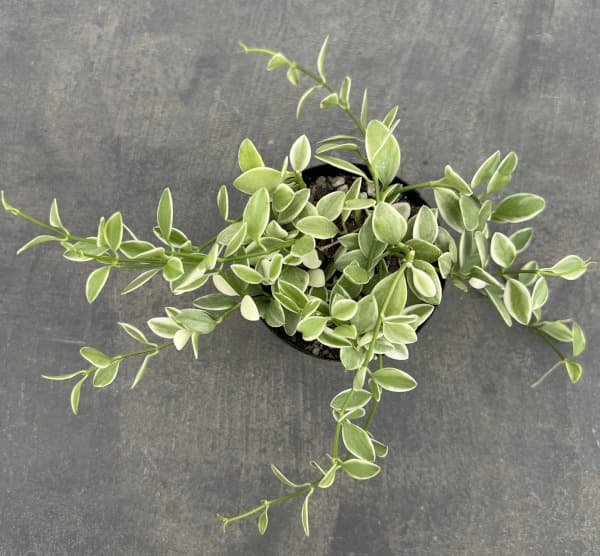 ディスキディア・エメラルド 2.5号ポット