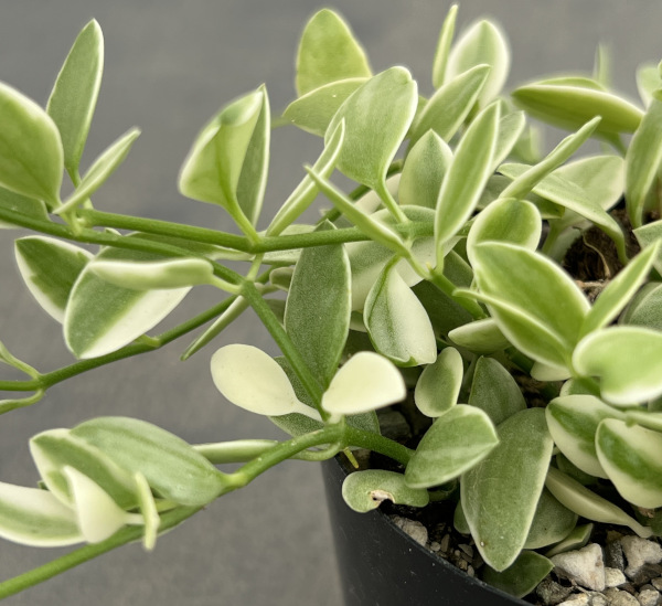 ディスキディア・エメラルド 2.5号ポット