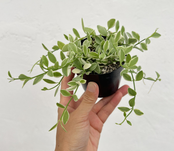 ディスキディア・エメラルド 2.5号ポット