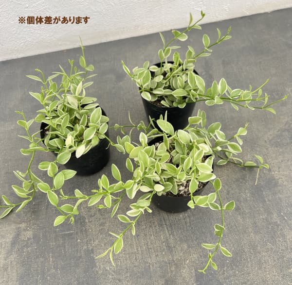 ディスキディア・エメラルド 2.5号ポット